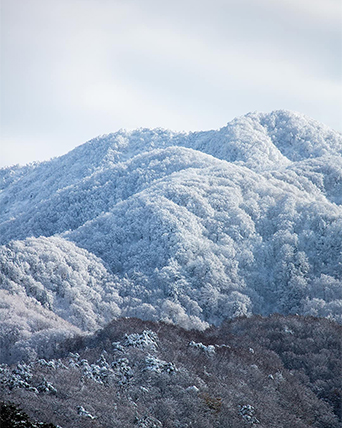菱ヶ岳がカリフラワーに