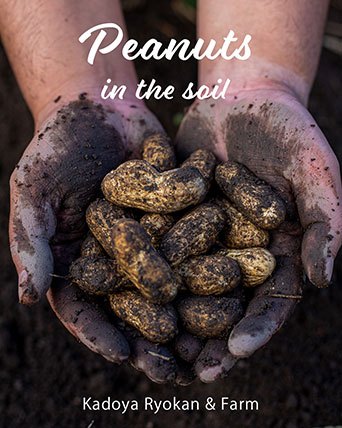 角屋農園の落花生 ピーナッツ