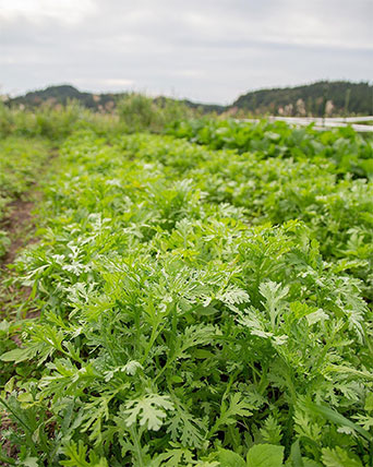 角屋農園の春菊