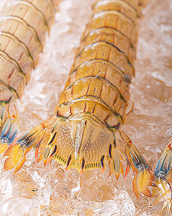 シャコの造形美