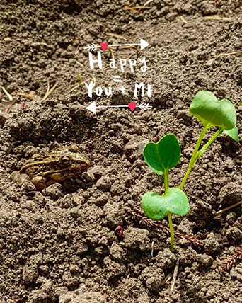 角屋農園のアマガエル