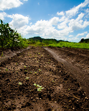 角屋農園の野菜畑