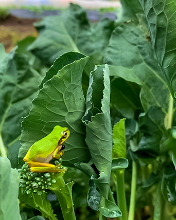 生き物が集まる角屋農園