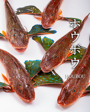 ホウボウ