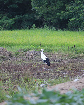 コウノトリ