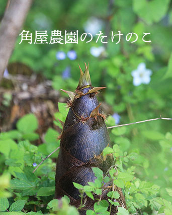 たけのこ