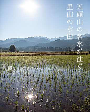 コシヒカリの田植え