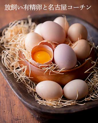 名古屋コーチン