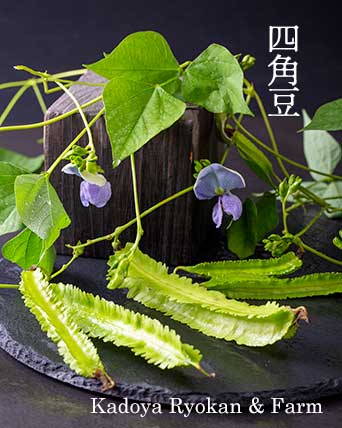 四角豆