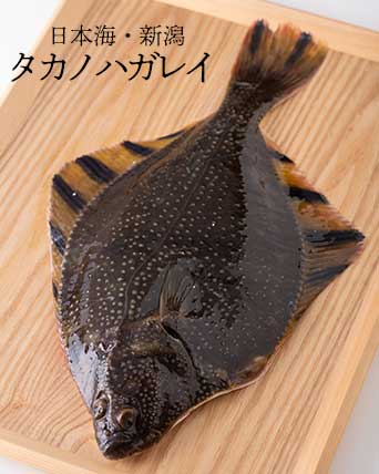 タカノハガレイ