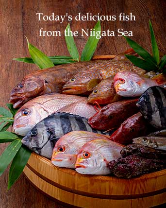 日本海新潟の海の幸