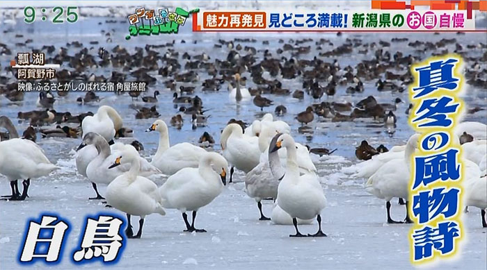 テレビ朝日 羽鳥慎一 モーニングショー