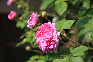 二宮邸のバラ 二宮家バラ園