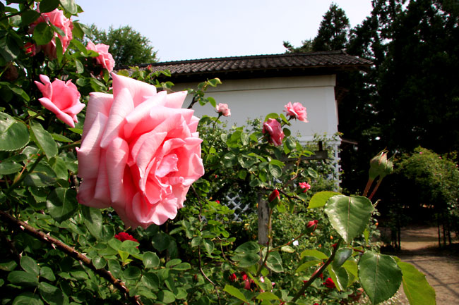 二宮家のバラ園を見ることができる時期は1ヶ月のみ