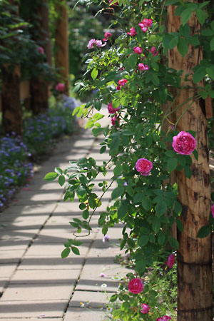バラのアーケード 二宮家バラ園
