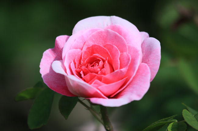 ラジオタイムス