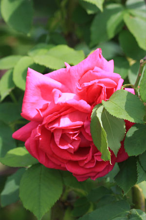 ユーゲンフルスト