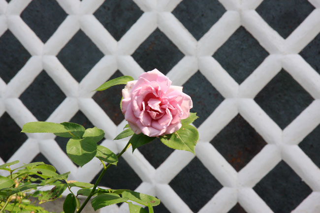 二宮家の土蔵と一輪のバラ