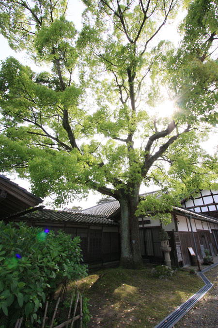 二宮家の楠の木の巨木