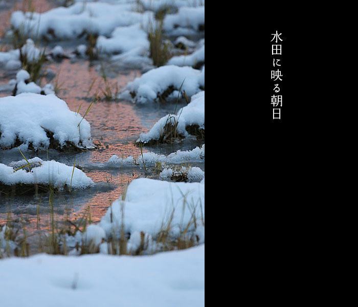 水田に映る朝日