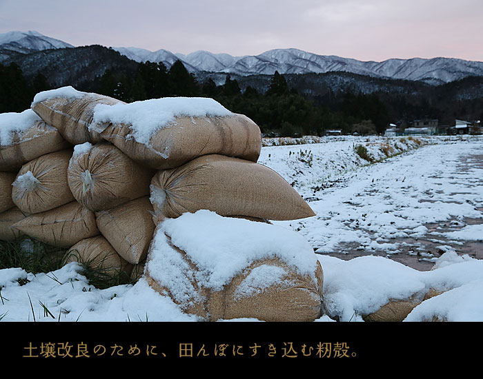 土壌改良のために、田んぼにすき込む籾殻