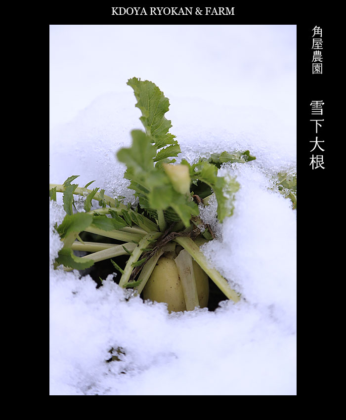雪下大根 角屋農園