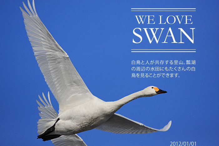 白鳥の写真 瓢湖