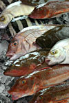 日本海佐渡沖の地魚